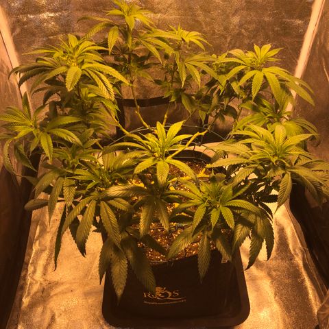 2021.05.17 OG Kush - #2 - RQS growlog timeline photo