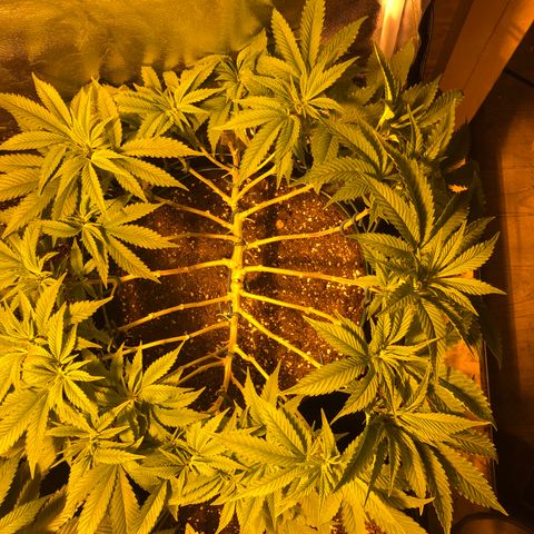 2021.05.17 Purple Queen - #2 - RQS growlog timeline photo