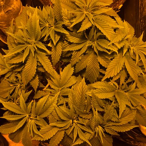 2021.05.17 Purple Queen - #2 - RQS growlog timeline photo