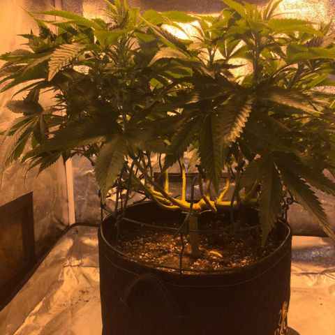 2021.05.17 Purple Queen - #2 - RQS growlog timeline photo