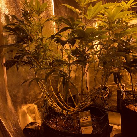 2021.05.17 Purple Queen - #2 - RQS growlog timeline photo