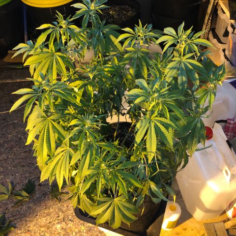 2021.05.17 Purple Queen - #2 - RQS growlog photo: Avant/après défoliation