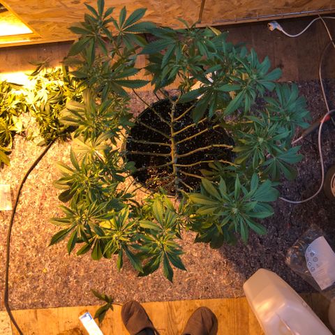 2021.05.17 Purple Queen - #2 - RQS growlog photo: Avant/après défoliation