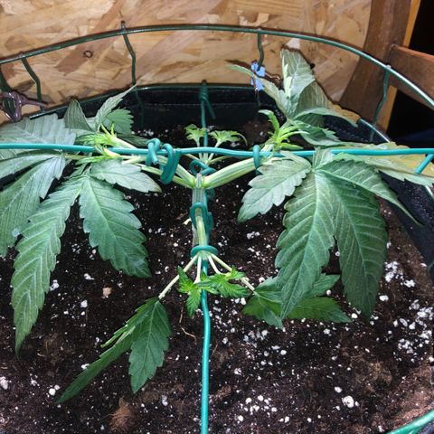 2021.06.02 - Purple Lemonade 🍋 - #1 - 42 Fast Buds growlog timeline photo