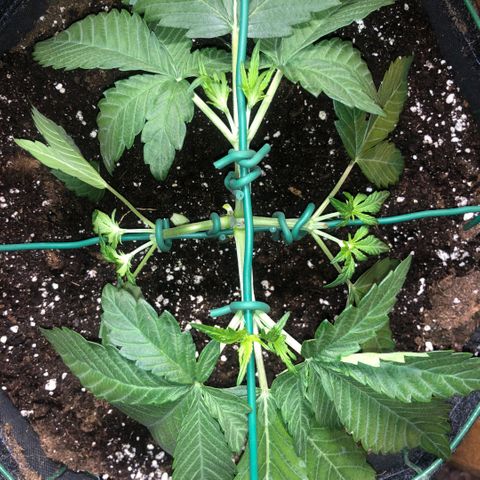 2021.06.02 - Purple Lemonade 🍋 - #1 - 42 Fast Buds growlog timeline photo