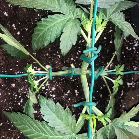 2021.06.02 - Purple Lemonade 🍋 - #1 - 42 Fast Buds growlog timeline photo