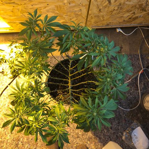 2021.05.17 Purple Queen - #2 - RQS growlog photo: Avant/après défoliation