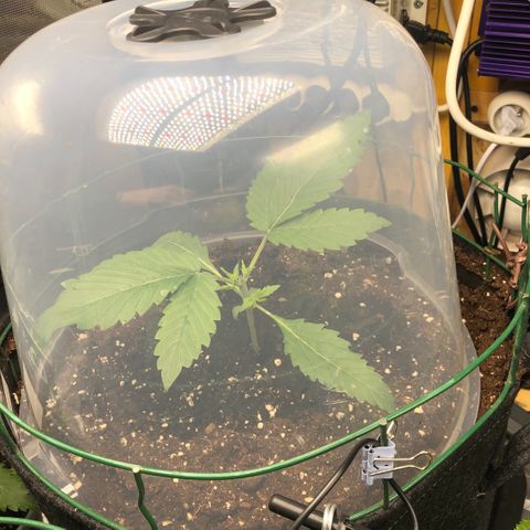 2021.06.02 - Purple Lemonade 🍋 - #1 - 42 Fast Buds growlog photo: Topping 3ème étage
