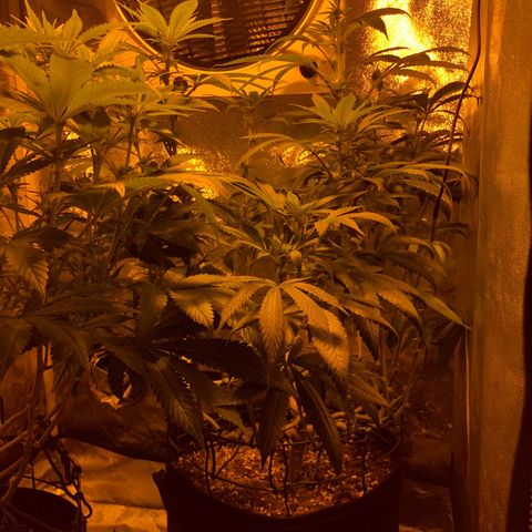 2021.05.17 Purple Queen - #2 - RQS growlog timeline photo