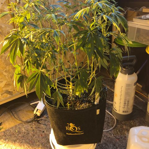 2021.05.17 Purple Queen - #2 - RQS growlog photo: Avant/après défoliation