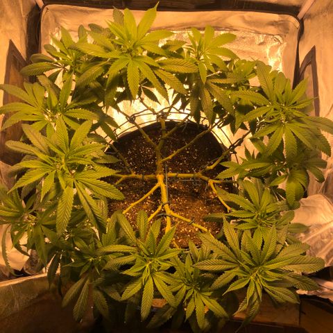 2021.05.17 OG Kush - #2 - RQS growlog timeline photo