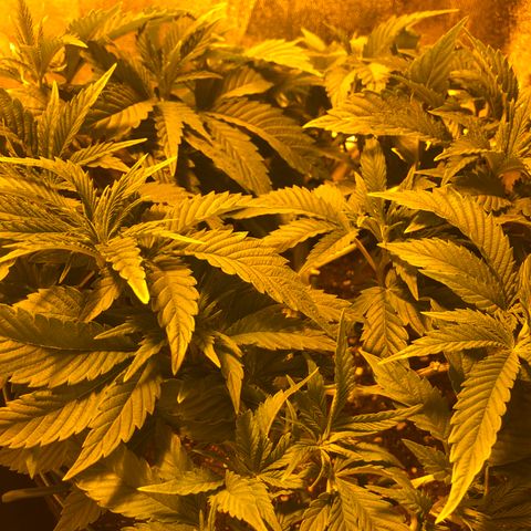 2021.05.17 Purple Queen - #2 - RQS growlog timeline photo