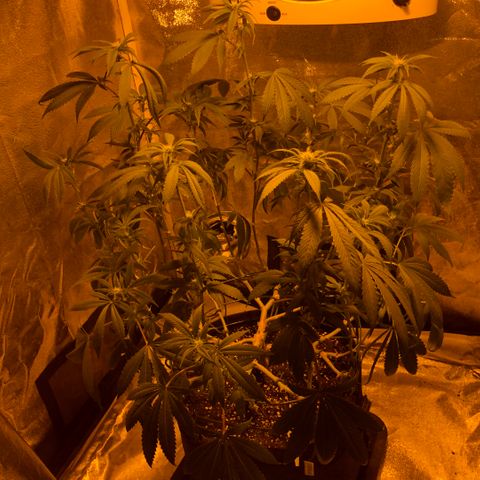 2021.05.17 OG Kush - #2 - RQS growlog photo: Avant/après défoliation