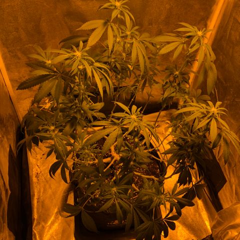 2021.05.17 OG Kush - #2 - RQS growlog photo: Avant/après défoliation