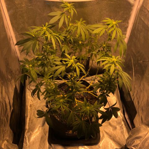2021.05.17 OG Kush - #2 - RQS growlog photo: Avant/après défoliation