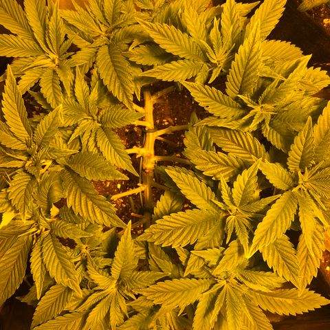 2021.05.17 Purple Queen - #2 - RQS growlog photo: 2 jours après LST + defoliation