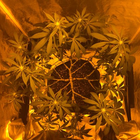 2021.05.17 OG Kush - #2 - RQS growlog photo: Avant/après défoliation