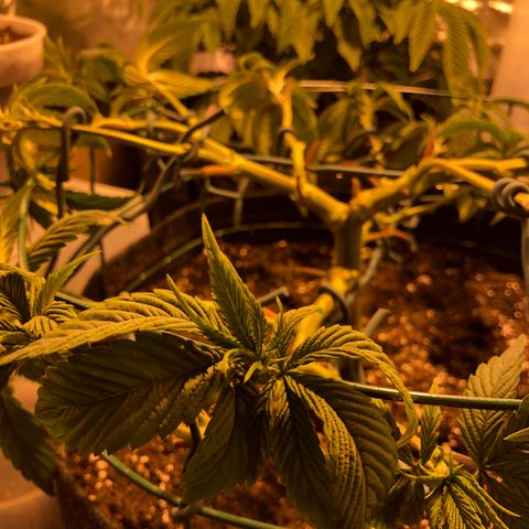 2021.05.17 OG Kush - #2 - RQS growlog photo: Mainlining + defoliation