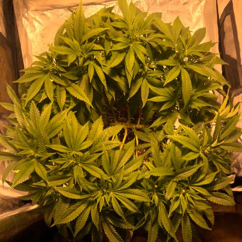 2021.05.17 Purple Queen - #2 - RQS growlog timeline photo