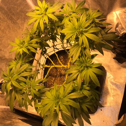 2021.05.17 OG Kush - #2 - RQS growlog timeline photo