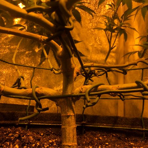 2021.05.17 OG Kush - #2 - RQS growlog timeline photo