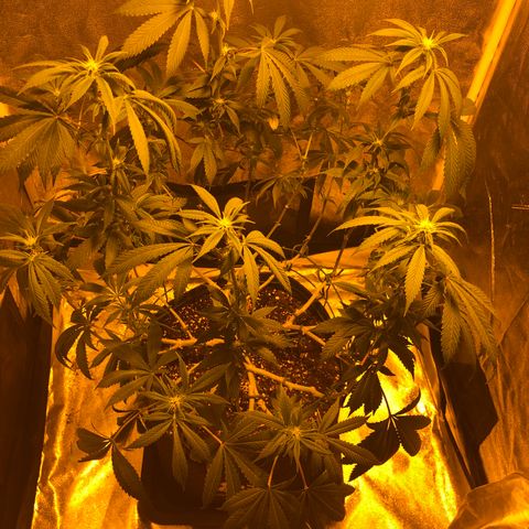2021.05.17 OG Kush - #2 - RQS growlog photo: Avant/après défoliation