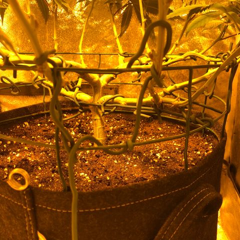 2021.05.17 OG Kush - #2 - RQS growlog timeline photo