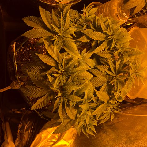 2021.05.17 Purple Queen - #2 - RQS growlog timeline photo