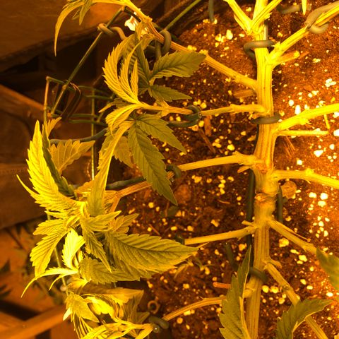 2021.05.17 Purple Queen - #2 - RQS growlog photo: Mainlining + defoliation
