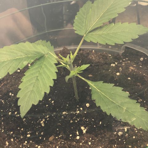 2021.06.02 - Purple Lemonade 🍋 - #1 - 42 Fast Buds growlog photo: Topping 3ème étage