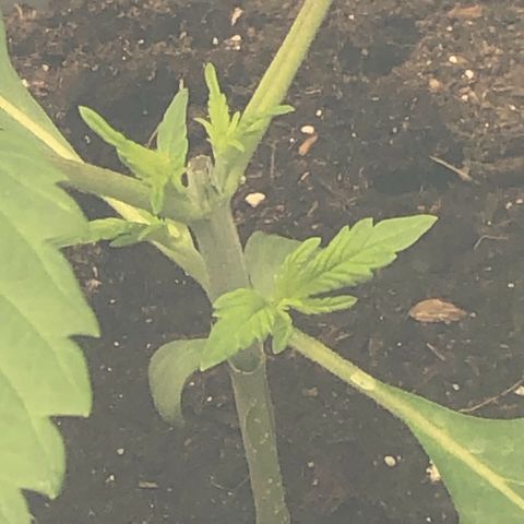 2021.06.02 - Purple Lemonade 🍋 - #1 - 42 Fast Buds growlog photo: Topping 3ème étage