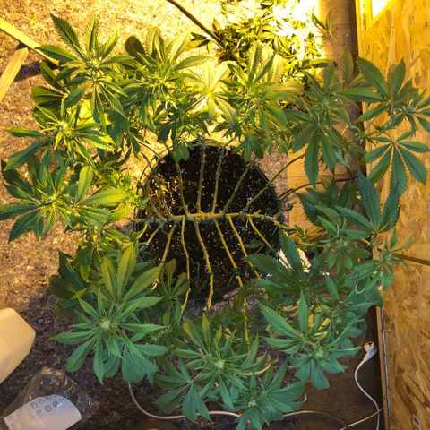 2021.05.17 Purple Queen - #2 - RQS growlog photo: Avant/après défoliation