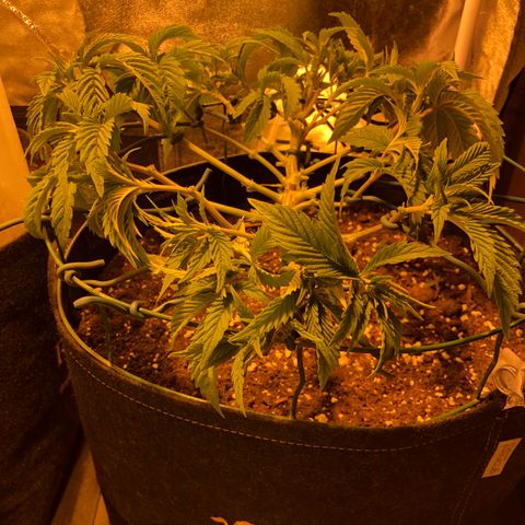 2021.05.17 Purple Queen - #2 - RQS growlog photo: Mainlining + defoliation