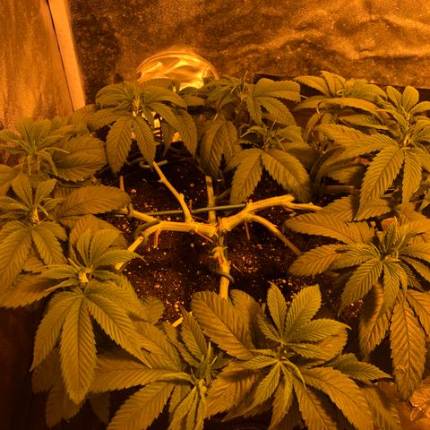 2021.05.17 OG Kush - #2 - RQS growlog timeline photo