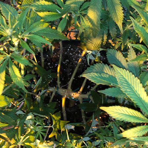 2021.05.17 Purple Queen - #2 - RQS growlog photo: Avant/après défoliation