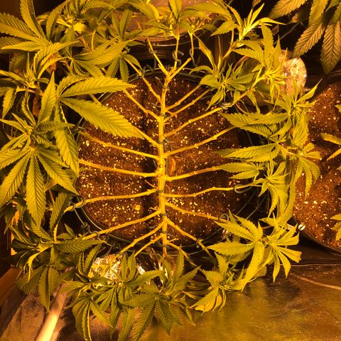 2021.05.17 Purple Queen - #2 - RQS growlog photo: Defoliation +lst
Retendre le lien des branches, les organiser et enlever les feuilles de ventilateur + bourgeons en dessous du 2ème étage 