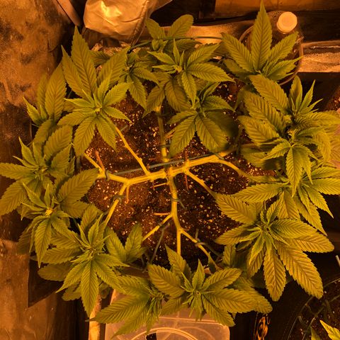 2021.05.17 OG Kush - #2 - RQS growlog photo: 2 jours après LST + defoliation