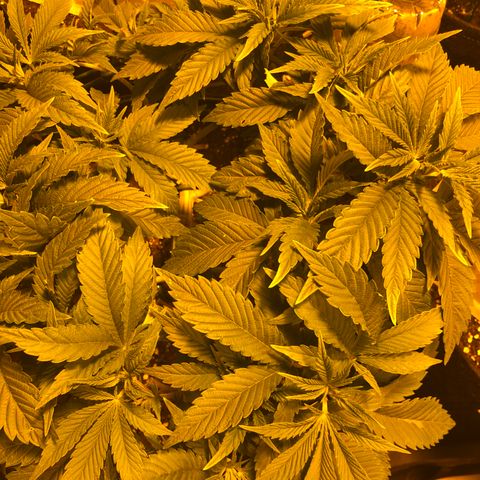 2021.05.17 Purple Queen - #2 - RQS growlog timeline photo