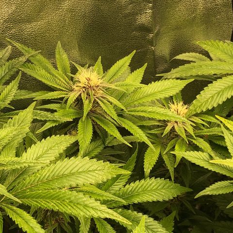 2021.05.17 Purple Queen - #2 - RQS growlog photo: Apparition et traitement des thrips