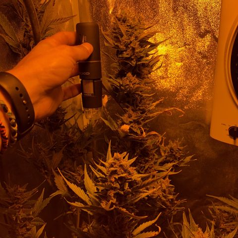 Blackberry - #1 - 42 Fast Buds growlog timeline photo