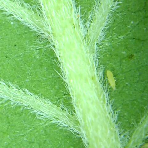 2021.05.17 Purple Queen - #2 - RQS growlog photo: Apparition et traitement des thrips