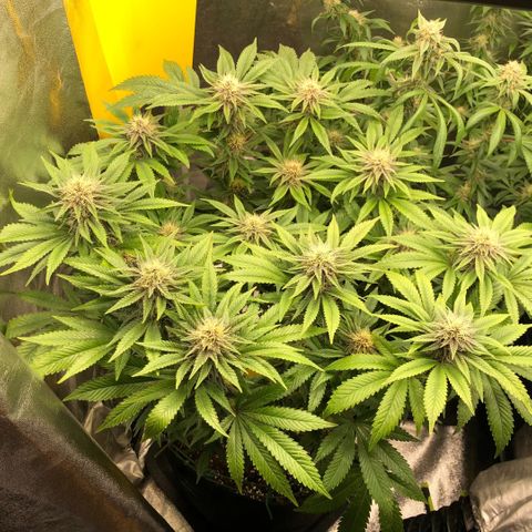 2021.05.17 Purple Queen - #2 - RQS growlog timeline photo