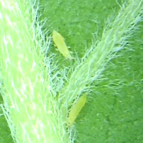 2021.05.17 Purple Queen - #2 - RQS growlog photo: Apparition et traitement des thrips