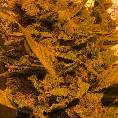 Blackberry - #1 - 42 Fast Buds growlog timeline photo