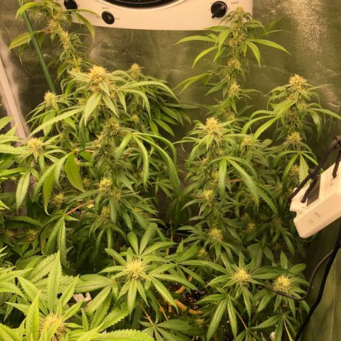 2021.05.17 OG Kush - #2 - RQS growlog timeline photo