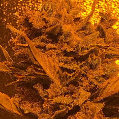 Blackberry - #1 - 42 Fast Buds growlog timeline photo