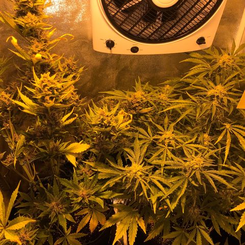 Blackberry - #1 - 42 Fast Buds growlog timeline photo