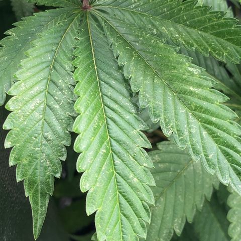2021.05.17 Purple Queen - #2 - RQS growlog photo: Apparition et traitement des thrips