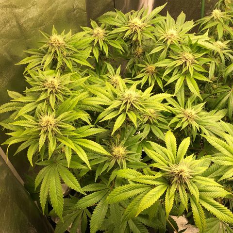 2021.05.17 Purple Queen - #2 - RQS growlog timeline photo