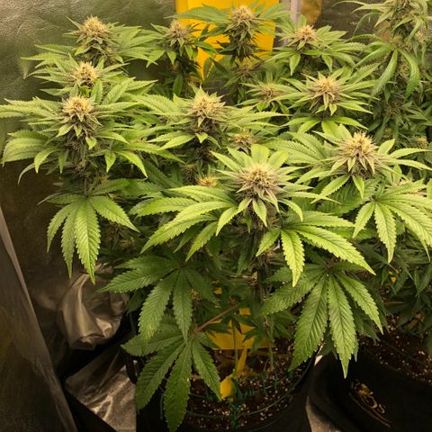 2021.05.17 Purple Queen - #2 - RQS growlog timeline photo